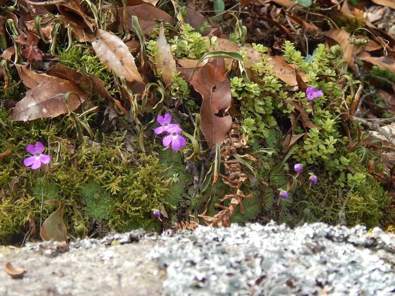Pinguicula esseriana, photographed by Andrés Zapata