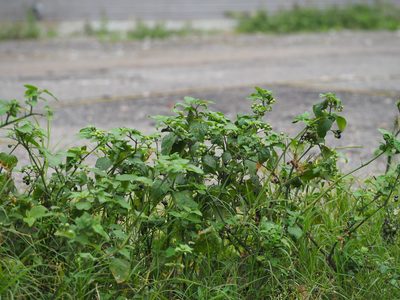 Solanum scabrum, photographed by 葉子
