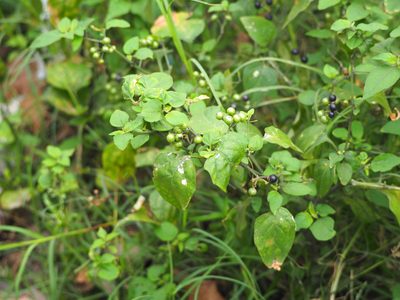Solanum scabrum, photographed by 葉子