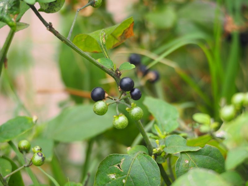 Solanum scabrum, photographed by 葉子