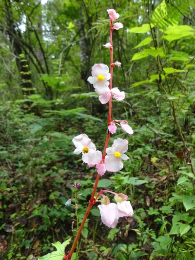 Begonia pedata, photographed by Eugenio Padilla
