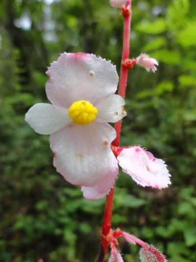 Begonia pedata, photographed by Eugenio Padilla