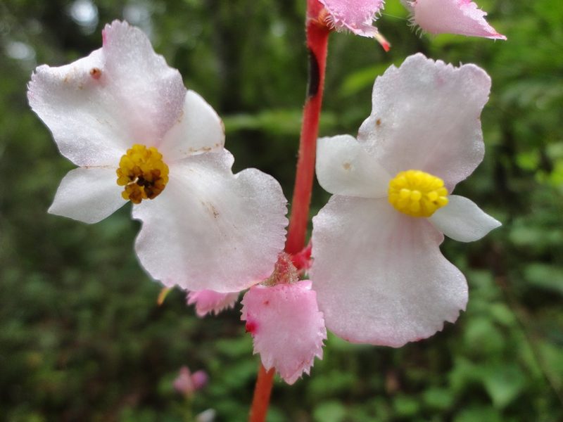 Begonia pedata, photographed by Eugenio Padilla