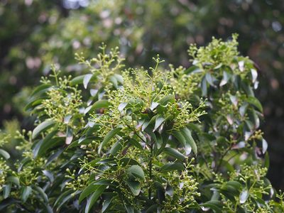 Cinnamomum burmanni, photographed by 葉子