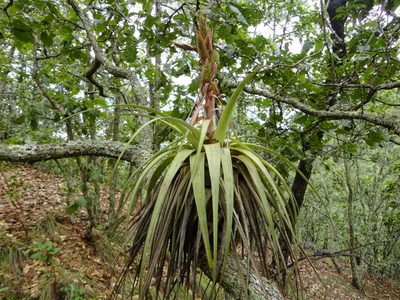 Tillandsia carlos-hankii, photographed by Eugenio Padilla