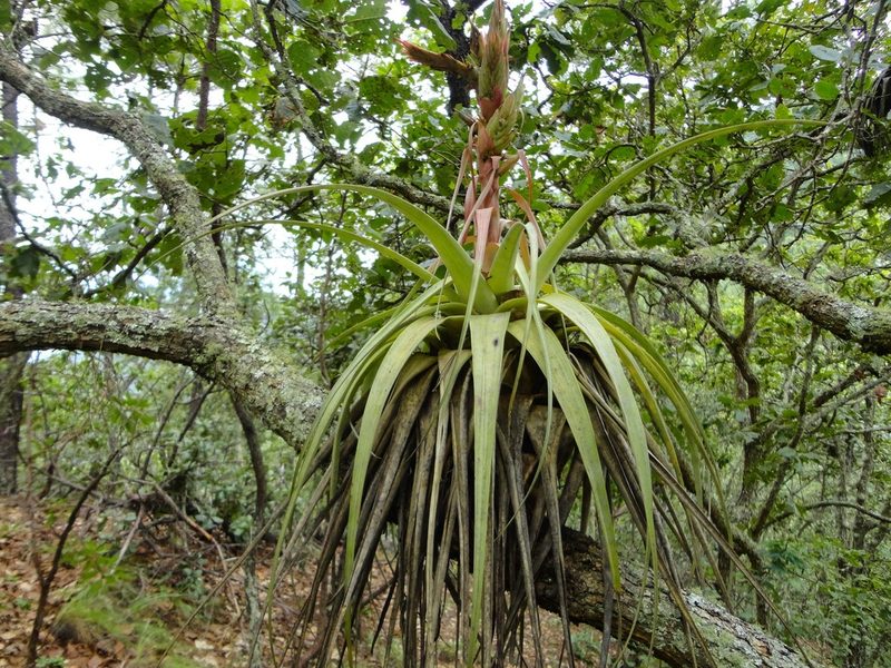 Tillandsia carlos-hankii, photographed by Eugenio Padilla