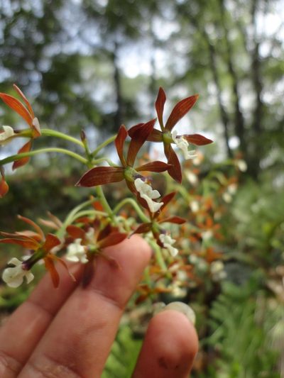 Prosthechea michuacana, photographed by Eugenio Padilla
