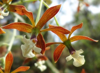 Prosthechea michuacana, photographed by Eugenio Padilla