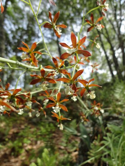 Prosthechea michuacana, photographed by Eugenio Padilla