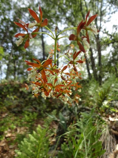 Prosthechea michuacana, photographed by Eugenio Padilla