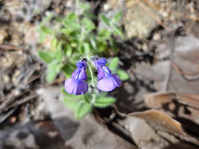 Salvia pusilla, photographed by Eugenio Padilla