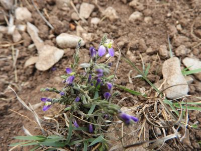 Hebecarpa macradenia, photographed by Leticia Jiménez Hernández