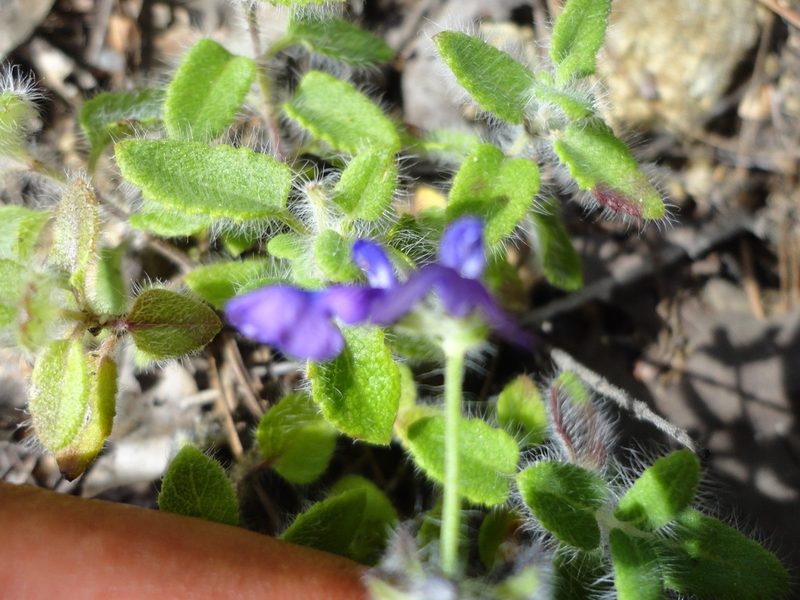Salvia pusilla, photographed by Eugenio Padilla
