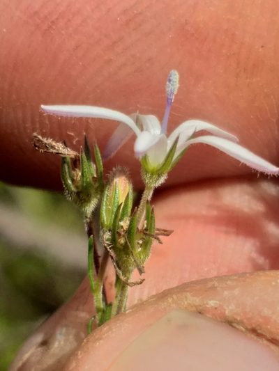 Wahlenbergia unidentata, photographed by kevin koen