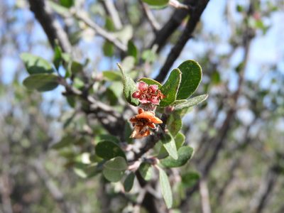 Malacomeles denticulata, photographed by Leticia Jiménez Hernández