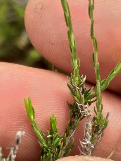 Wahlenbergia unidentata, photographed by kevin koen