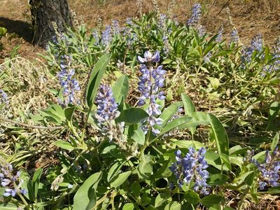 Lupinus ocalensis, photographed by Michael Kummer