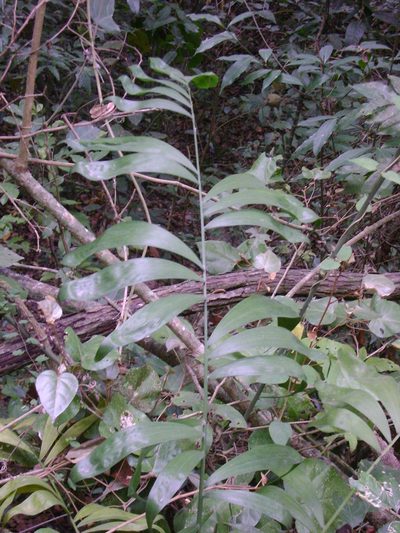 Chamaedorea klotzschiana, photographed by Tereso Hernández Morales
