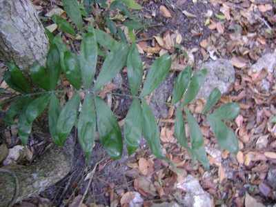 Chamaedorea klotzschiana, photographed by Tereso Hernández Morales