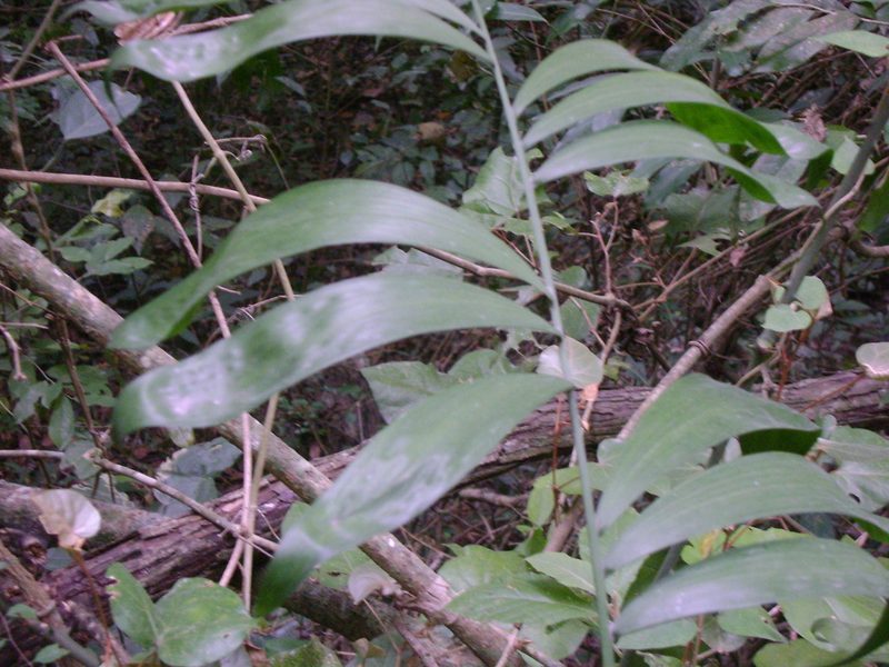 Chamaedorea klotzschiana, photographed by Tereso Hernández Morales