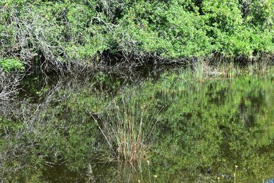 Xyris fimbriata, photographed by NC Wetlands