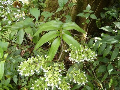 Epidendrum piliferum, photographed by Kai Squires