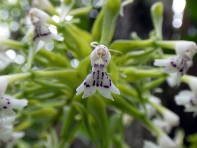 Epidendrum piliferum, photographed by Kai Squires