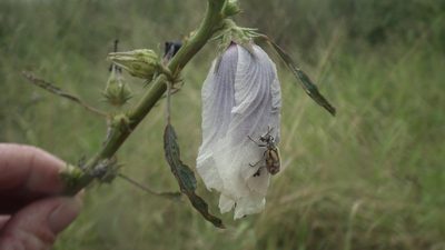 Sabdariffa cannabina, photographed by Shaun Swanepoel