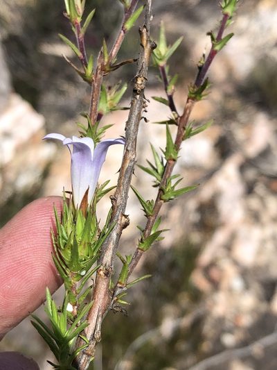 Prismatocarpus cliffortioides, photographed by Dave U