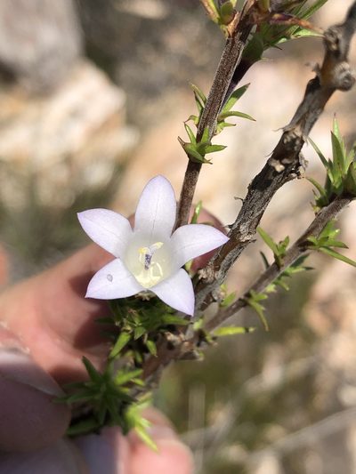 Prismatocarpus cliffortioides, photographed by Dave U