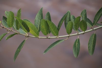 Ficus capreifolia, photographed by Tony Rebelo