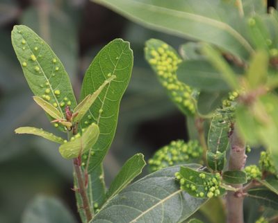 Ficus capreifolia, photographed by Tony Rebelo