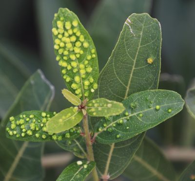 Ficus capreifolia, photographed by Tony Rebelo