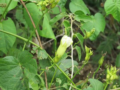 Ipomoea ampullacea, photographed by Alexis López Hernández