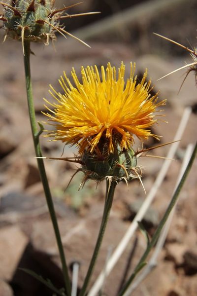 Centaurea pubescens, photographed by Olivier Argagnon