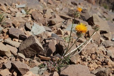 Centaurea pubescens, photographed by Olivier Argagnon