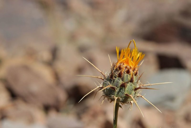 Centaurea pubescens, photographed by Olivier Argagnon
