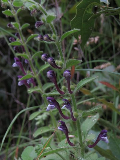 Scutellaria brevibracteata, photographed by Yves Bas