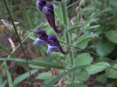 Scutellaria brevibracteata, photographed by Yves Bas