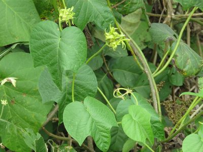 Ipomoea ampullacea, photographed by Alexis López Hernández