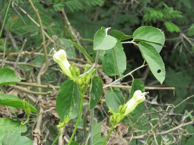 Ipomoea ampullacea, photographed by Alexis López Hernández