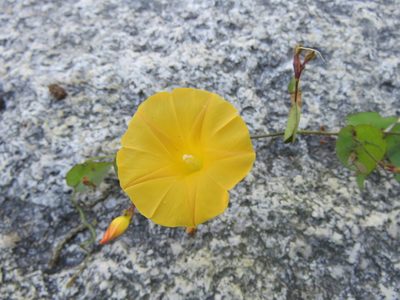 Ipomoea microsepala, photographed by Alexis López Hernández