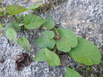 Ipomoea microsepala, photographed by Alexis López Hernández
