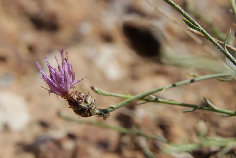 Centaurea pomeliana, photographed by Olivier Argagnon