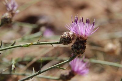 Centaurea pomeliana, photographed by Olivier Argagnon