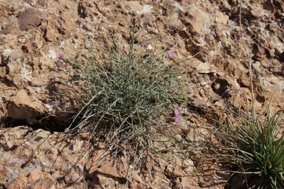Centaurea pomeliana, photographed by Olivier Argagnon