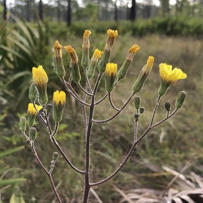 Hieracium megacephalon, photographed by Pete Grannis