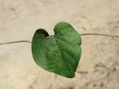 Ipomoea muricata, photographed by Alexis López Hernández