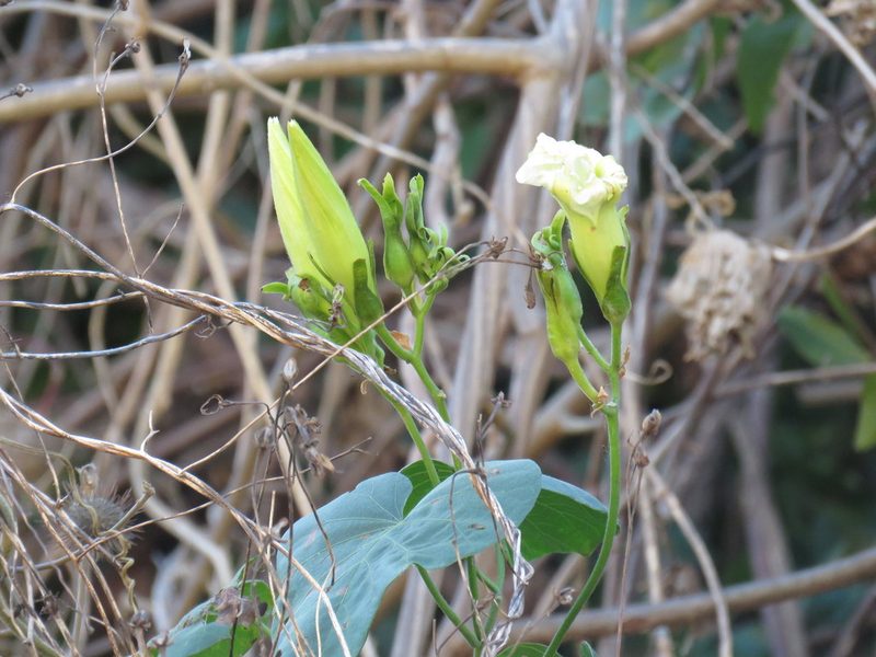 Ipomoea ampullacea, photographed by Alexis López Hernández