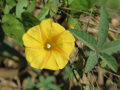 Ipomoea microsepala, photographed by Alexis López Hernández